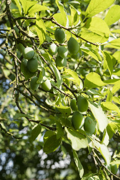 Green plums on a branch.