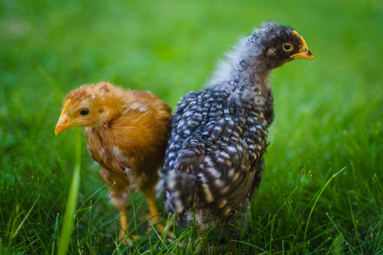 Rhode Island Red and Barred Plymouth Rock Chicks