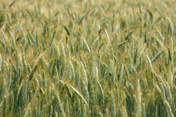 Wheat field