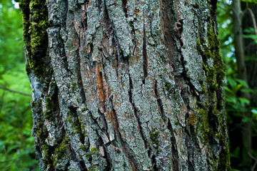 Old tree trunk with green moss in a dark green forest, nature photo close up