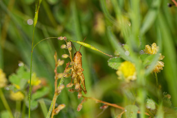 Brown grasshopper in its natural environment, field with morning dew, Danubian wetland, Slovakia, Europe