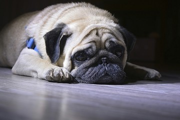 the pug dog lies on the floor with a sad look.