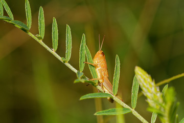 Brown grasshopper in its natural environment, field with morning dew, Danubian wetland, Slovakia, Europe
