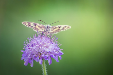 Colorful butterfly on a purple wildflower