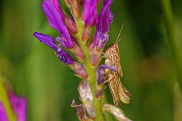 Brown grasshopper in its natural environment, field with morning dew, Danubian wetland, Slovakia, Europe