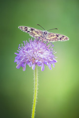 Colorful butterfly on a purple wildflower