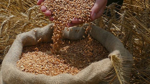 Wheat grain in a hand after good harvest of successful farmer, slow motion