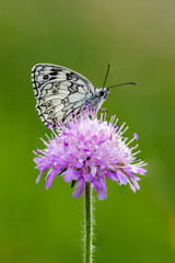 Black and white butterfly on a purple wildflower