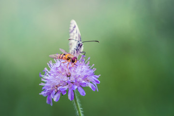 Black and white butterfly and a fly on a purple wildflower