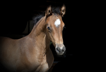 Obraz premium brown foal black background
