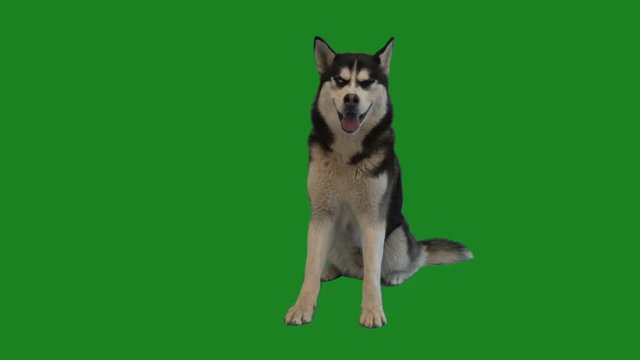 husky on a green screen
