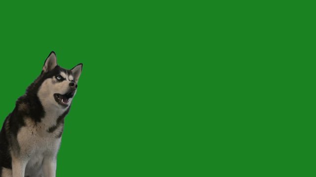 funny husky on a green screen