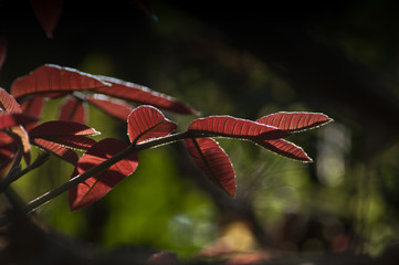 Red Leaf