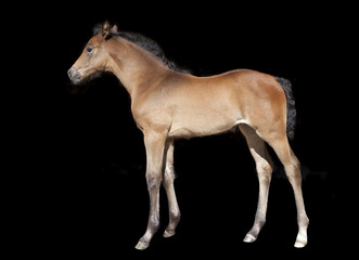 brown foal in front of black background