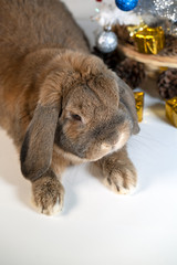 Lop-eared decorative rabbit sits under a Christmas tree decorated with a Christmas tree. A happy family. Winter Holidays.