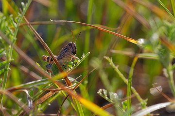 Brown grasshopper in its natural environment, field with morning dew, Danubian wetland, Slovakia, Europe