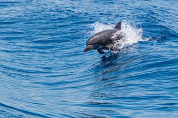 Obraz premium Bottlenose Dolphin (Tursiops truncatus) breaching the water, riding a wave.