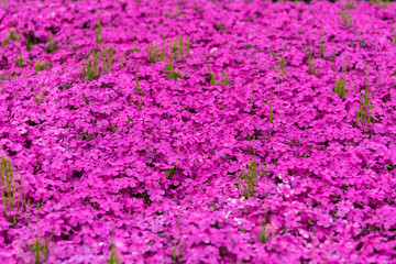 ピンクの一面に咲いたシバザクラの花