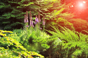 Beautiful view on cute backyard in sunny day, fresh green grass lawn in sunlight, landscaping in the garden