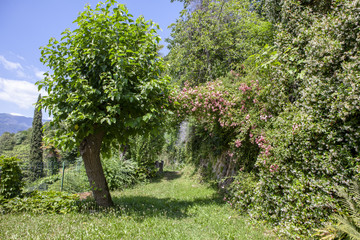 giardino fiorito d'estate