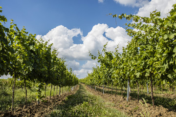 Fototapeta premium summer green vineyards rows
