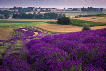 Naklejka na ściany i meble Lavender field in Ostrow near Cracow, Malopolskie, Poland