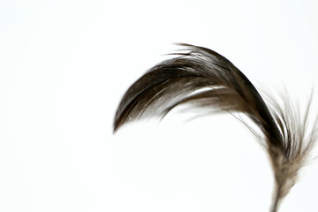 Closeup black  feather  on white background.