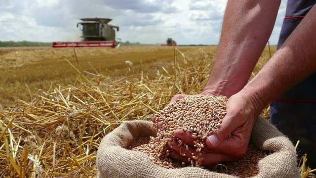 Wheat grain in a hand after good harvest of successful farmer, in a background agricultural machinery combine harvesters working on field, slow motion