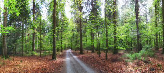 Waldweg durch sonnigen Buchenwald mit frischen grünen Blättern im Frühling