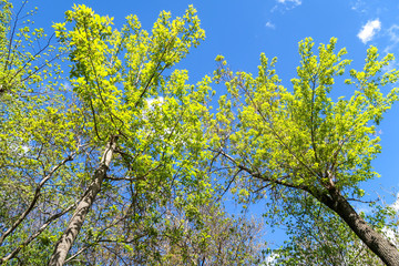 green forest spring view from below into the clouds