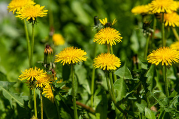 spring landscape, yellow dandelion flowers in green grass