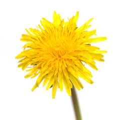 yellow dandelion flower isolated on white background