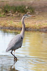 Great Blue Heron Hunting in Shallow Water