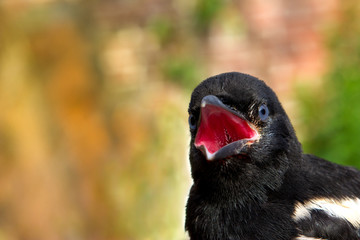 Close-up of a head of a young Magpie.