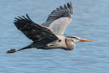 Great Blue Heron in Flight Above Blue Lake