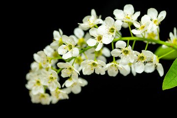 white cherry flowers on a black background