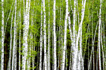 Fototapeta na wymiar background of birch forest trees green spring