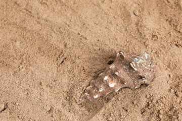 shellfish in sand