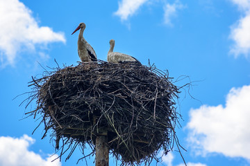stork in the nest against the sky