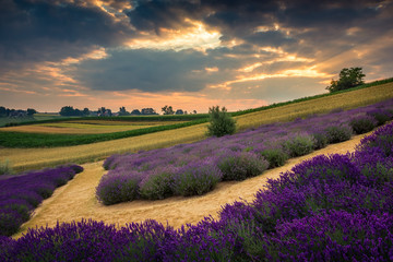 Fototapeta na wymiar Sunrise over the lavender field in Ostrow near Cracow, Malopolskie, Poland