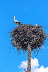stork in the nest against the sky