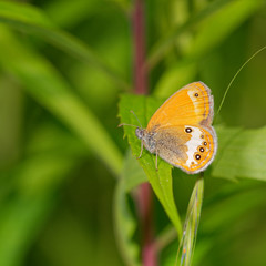 Pearly heath butterfly in its natural environment , Danubian wetland, Slovakia, Europe