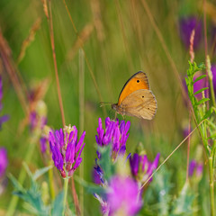 Pearly heath butterfly in its natural environment , Danubian wetland, Slovakia, Europe