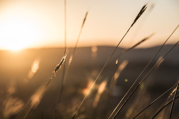 Plants in Toowoomba (Queensland)