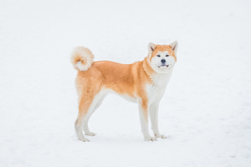 Portrait of beautiful japanese akita inu on snow background.