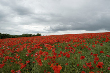 Dunkle Wolken über dem Klatschmohnfeld