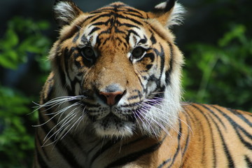 Fototapeta na wymiar Tiger 4