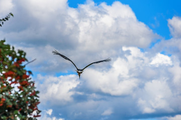 the stork flies against the background of clouds