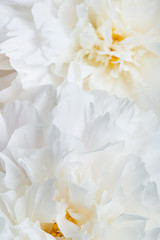 Obraz na płótnie Canvas white peonies close-up. delicate floral background