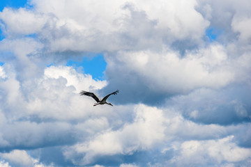 Fototapeta na wymiar the stork flies against the background of clouds
